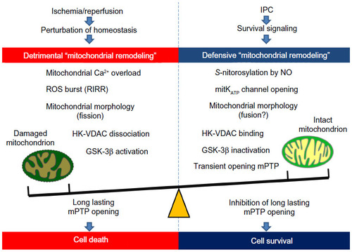 Figure 4 Bidirectional (detrimental and defensive) “mitochondrial remodeling” in coronary heart disease. In ischemia/reperfusion injury, the mitochondria start their detrimental remodeling and play a crucial role in determination of cell death through mPTP opening. In contrast, the mitochondria can contribute to IPC-induced myocardial protection against ischemia/reperfusion injury. Defensive mitochondrial remodeling by IPC can decrease susceptibility of mPTP and thereby protects the myocardium from ischemia/reperfusion injury.