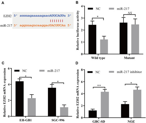 Figure 5 EZH2 mRNA acts as a target for miR-217 in GBC cells. (A) Target sequences in EZH2 mRNA predicted to bind to miR-217. (B) Wild-type or mutant EZH2 3′‐UTR was transfected into HEK-293T cells with synthetic miR-217 or negative control. Luciferase activity was detected 48 h after transfection. (C and D) EZH2 mRNA expression after upregulation or knockdown of miR-217 expression was detected in GBC cells by using RT-qPCR. The data are represented as the mean ± SD, n = 3. *P < 0.05; **P < 0.01.