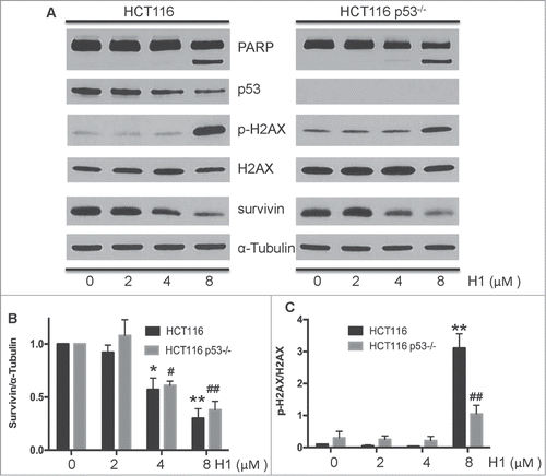 Figure 3. H1 caused p53-independent cytotoxic effect. Cells were treated with different concentrations of H1 for 24 h. Then, cells were rinsed and lysed containing freshly added Protease Inhibitor Cocktail. Expression level of cleaved PARP, survivin, p53, p-H2AX and total H2AX were determined by western blot analysis. A representative of 3–4 experiments is shown. *P < 0.05, **P < 0.01; #P < 0.05, ##P < 0.01 vs. each control group.