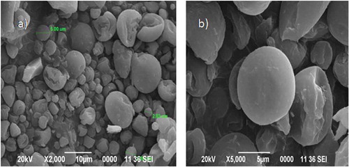 Figure 3. SEM micrographs of anthocyanin-encapsulated spray-dried powder: a) 2000X and b) 5000X.