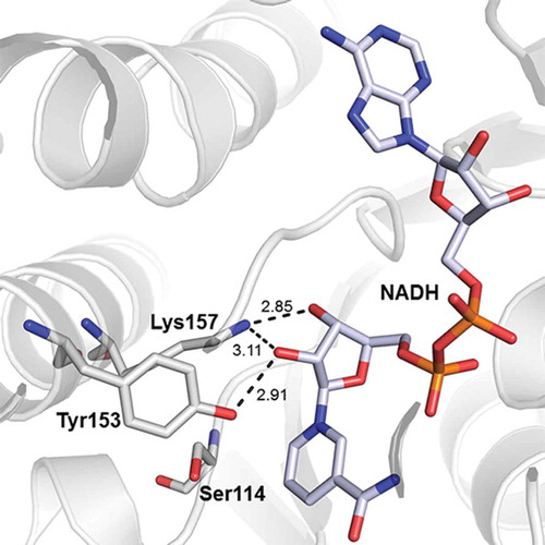 Figure 3. Relative positions of catalytic residues, Ser114, Tyr153, and Lys157, and NADH in the crystal structure of Ps3αHSD [Citation8]. The distances are indicated as the unit of Å. The image was generated using the program PyMol (http://www.pymol.org/).