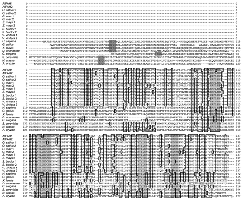 Figure 2. Comparison of deduced amino acid sequences of FAH. Amino acid sequences were derived from Arabidopsis thaliana (AtFAH1, AtFAH2), Oryza sativa, Glycine max, Zea mays, Sorghum bicolor, Vitis vinifera, Homo sapiens, Gallus gallus, Xenopus laevis, Drosophila ananassae, Caenorhabditis elegans, Saccharomyces cerevisiae, Neurospora crassa and Aspergillus oryzae. Dark gray indicates HPGG, which is one of the most important motifs in the Cb5 protein family, and light gray indicates the histidine motif.