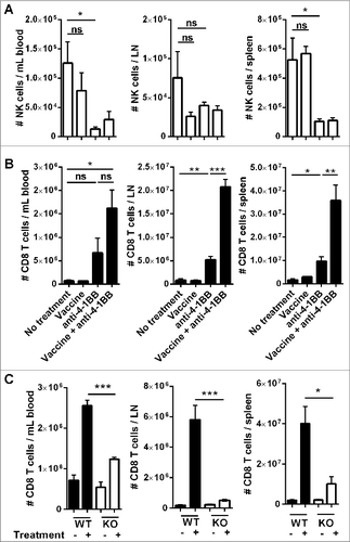 Figure 3. Combination therapy increases the expansion of CD8+ T cells in tumor-bearing organs. C57BL/6 wild-type (WT) mice were challenged with 1 × 105 Eμ-myc 4242 tumor cells and given the indicated treatments commencing on day 7 (n = 6 per group). The absolute numbers of NK cells (A) and CD8+ T cells (B) at day 19 post-tumor inoculation are shown for blood (left column), inguinal lymph node (middle column) and spleen (right column). Representative data from 3 independent experiments is shown. (C) WT or IFN-γ knockout (KO) mice inoculated with 1 × 105 Eμ-myc 4242 tumor cells were treated commencing on day 7 with vaccine plus anti-4–1BB mAb or left untreated and CD8+ T cells enumerated on day 15 (n = 4 , per group). All data show means ± SEM; *P < 0.05; **P < 0.01; ***P < 0.001; ns = not significant, unpaired t-test.