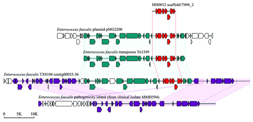 Figure 3. Schematic representations of the vancomycin-resistant VanB operon and comparison of the operon with representative counterparts in NCBI database. The VanB operon (red ORFs) was identified in a scaffold of Danish sample MH0012. The accession numbers of E. faecalis plasmid pMG2200, E. faecalis transposon Tn1549, E. faecalis TX0104 genome, and E. faecalis MMH594 pathogenecity island are AB374546, AF192329, ACGL00000000, and AF454824, respectively.