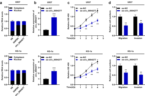 Figure 2. Circ_0004277 impedes the proliferation and metastasis of U937 and KG-1a cells. A. qRT-PCR showed that circ_0004277 was mainly located in the cytoplasmic fractions of U937 and KG-1a cells. GAPDH and U6 were considered as the markers of cytoplasm and nucleus. B. qRT-PCR showed circ_0004277 expression was higher in the circ_0004277 overexpression plasmid group compared with the empty plasmid group. C. CCK-8 assay revealed that the viability of U937 and KG-1a cells transfected with circ_0004277 overexpression plasmid was suppressed, than that of U937 and KG-1a cells transfected with the empty plasmid. D. Transwell assay showed that the number of migratory and invasive cells were less in U937 and KG-1a cells transfected with circ_0004277 overexpression plasmid than that of U937 and KG-1a cells transfected with the empty plasmid. * P < 0.05, ** P < 0.01, and *** P < 0.001.