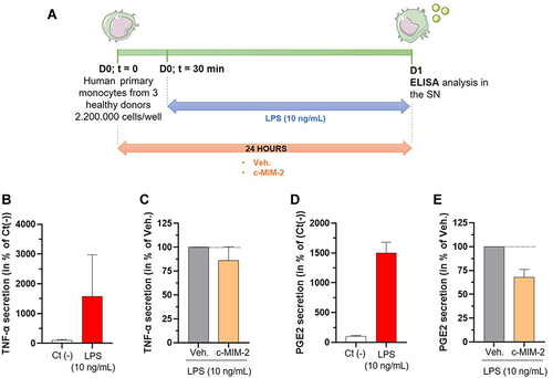 Figure 6 C-MIM-2 diminished the secretion of pro-inflammatory cytokines in human primary monocytes. (A) Experimental scheme for the cytokines secretion assessment in presence of c-MIM-2. Human primary monocytes were treated during 24 hours with either Veh. or c-MIM-2. LPS (10 ng/mL) was added to the medium 30 minutes after the treatment initiation, as an induced or the inflammatory conditions. The levels of secreted (B and C) TNF-α and (D and E) PGE2 were assessed in the culture media at the end of the incubation time by ELISA assay. The results are presented as the mean percentage ± SD of the values obtained for each donor. Each condition was performed in triplicate for each donor (3 donors) and in duplicate for the LPS conditions. The results are presented either as a percentage of the Ct (-) secretion or as a percentage of the Veh. secretion (set at 100%). The black dotted lines highlight the effect of c-MIM-2 compared with Veh.