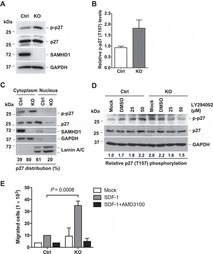 Figure 6. SAMHD1 KO leads to increased T157 phosphorylation of p27 via PI3K signaling and enhanced cell migration. (a) THP-1 control or SAMHD1 KO cells were analyzed by immunoblotting for the indicated protein. GAPDH was used as a loading control. (b) Densitometric analysis was performed to determine the relative levels of T157 phosphorylation of p27 (p-p27) based on the immunoblotting results of (a). (c) Subcellular fractionation in THP-1 control and SAMHD1 KO cells was performed as described in Figure 4a. (d) THP-1 control and SAMHD1 KO cells were left untreated (Mock) or treated with DMSO or LY294002 for 18 h, and p27 (total and phosphorylated form) levels were determined by immunoblotting. Densitometric analysis was performed to quantify the relative levels of T157 phosphorylation of p27 (p-p27). GAPDH was used as a loading control. (e) THP-1 control and SAMHD1 KO cells were grown in 0.1% FBS containing media with or without AMD3100 (10 µg/ml, DMSO as the vehicle control) for 90 min. Cells were then seeded in the upper chamber of a transwell plate containing media only (Mock) or media with SDF-1 in the lower chamber, and further incubated for 3 h to allow cell migration. The graph shows data from one representative experiment performed in biological duplicates. The SDF-1-induced cell migration assay represents one of three independent experiments.