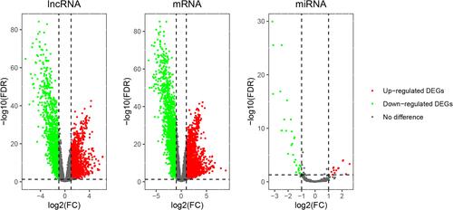 Figure 3 The volcano map of differentially expressed lncRNA, mRNA and miRNA. The green dots on the abscissa axis (log2FC) less than or equal to 1 represented downregulated genes and the red dots greater than or equal to 1 represented upregulated genes.