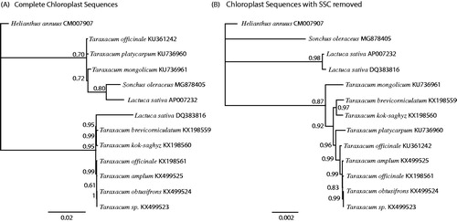 Figure 1. Phylogenetic tree produced using Bayesian estimation (Mr. Bayes) of complete chloroplast genomes from tribe Cichorieae (Asteraceae) (A), and chloroplast genomes with the Small Single Copy (SSC) region removed (B). The SSC is presented in both orientations in the same species on GenBank, and its removal produced a phylogeny much more congruent with taxonomy. Helianthus annuus was used as the outgroup, node labels indicate the posterior probability after 1 × 106 iterations.