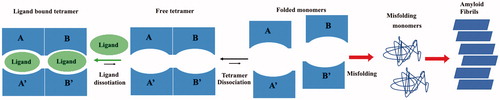 Figure 1. Graphic representation of TTR aggregation pathway.