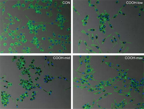 Figure S2 Macrophage uptake of differently dispersed single-walled carbon nanotubes.Notes: Cells (2×105 cells/well in 4-well plates) were treated with 1 μg/mL swCNTs for 24 hours. After treatment with swCNTs, the cells were stained with F-actin (green) and DAPI (blue). Images showed intracellular location of swCNTs (black). Most of swCNTs were sufficiently uptaken by macrophages, regardless of carboxylation order. The fluorescence was visualized using confocal microscopy (×200).Abbreviations: CON, control; DAPI, 4′,6-diamidino-2-phenylindole; swCNT, single-walled carbon nanotube.