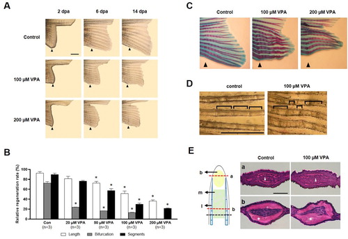 Figure 1. Suppression of caudal fin regeneration after amputation in VPA-treated zebrafish. (A) Images show the regenerated fin in each group at 2, 6, and 14 dpa. Arrowheads indicates the amputation site. Scale bar, 2 mm. (B) Bars indicate the regeneration ratio of length, segments, and bifurcating ray at 14 dpa. Data were expressed as the means ± S.E.M (n = 3). * p < 0.05 compared to the control. (C) Images show Alcian blue and alizarin red staining of cartilages and bones at 14 dpa. (D) Abnormal segments induced by 100 µM VPA treatment during regeneration. Scale bar, 1 mm. (E) Left: The regenerated intra-ray structure is schematically represented. A black dotted line, the amputation site. b, blastemia. m, mesenchyme. l, lepidotrichia. Right: Hematoxylin and eosin staining images show the transverse sections of intra-ray. The irregular-shaped lepidotrichia was shown in 100 µM VPA-treated zebrafish. Asterisks, bony skeletal structure. Arrow heads, actinotrichia. Scale bar, 500 µm.