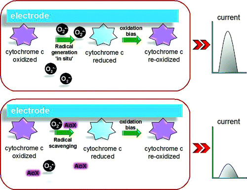 Figure 3 Cytochrome c-based biosensor for the measurement of antioxidant capacity. The in situ generated superoxide radical anion (O2•−) is oxidised by the biomolecule while the reduced Cytochrome c is suddenly reoxidised onto the electrode surface. The produced signal is proportional to the radical concentration, but if an antioxidant species is added, a radical scavenging occurs causing a lowering in the detected signal. (Color figure available online.)