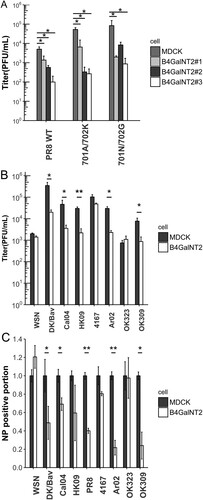 Figure 4. (A) MDCK and MDCK-B4GalNT2 were infected with PR8 and its PB2 mutants at MOI 1 for 8 h. Mean ± sd, n = 3. (B) MDCK and MDCK-B4GalNT2were infected with WSN, Dk/Bav, Cal04, HK09, 4167, OK323, Ar02 and OK309 at MOI 4 for 8 h. Mean ± 1sd, n = 3. (C) Proportion of NP positive cells normalized to that of wild type MDCK. Mean ± sd, n = 2. *p < 0.05, **p < 0.01, ***p < 0.001, 2 tailed T-test.