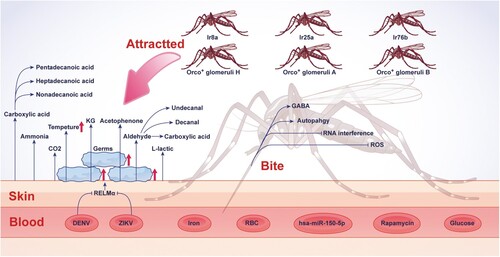 Figure 3. Host determinants maintaining infection and transmission of flaviviruses. Schematic showing human factors affecting mosquito behaviour, which contributes to virus transmission. The abbreviations used are spelled out as follows: GABA, gamma-aminobutyric acid; hsa, human; KG, ketoglutaric acid; miR, microRNA; RELMα, resistin-like molecule-α; ROS, reactive oxygen species. Orco+ glomeruli, Ir8, Ir25a, and Ir76b are mosquito chemosensory co-receptors.