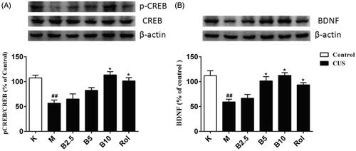 Figure 4. Effects of RES003 on CUS-induced decreases in the ratio of pCREB/CREB and BDNF expression in the brain tissue. Results are expressed as mean ± SEM (n = 9–10). ##p < 0.05 versus vehicle-treated control group. *p < 0.05 versus model group. Rol: rolipram.