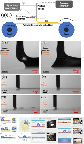 Figure 4. (a) (i) Schematic of the experimental setup utilizing the perpendicular dispensing of a circular jet onto a translating substrate. A voltage applied to the governing electrode is used to facilitating smooth and speedy ink deposition by means of the E.F. (ii) no E.F. - 0 kV/mm (iii) E.F. of 2.5 kV/mm. Then, Spot-E printed at ∼ 2 mm/s from the nozzle onto Mylar belt at two different belt speeds without and with the E.F. of 2.5 kV/mm applied to the governing electrode (iv) 40 mm/s belt speed, 0 kV/mm. (v) 40 mm/s belt speed, 2.5 kV/mm. (vi) 80 mm/s belt speed, 0 kV/mm. (vii) 80 mm/s belt speed, 2.5 kV/mm [Citation98]. (b) Dielectrophoresis is used to manipulate and shape a droplet in the presence of a non-uniform electric field. (i) A sessile droplet on a non-energized electrode array. When the field is turned on, (ii) the dielectrophoretic force overcomes the viscous and capillary forces to drive the liquid along the electrode. In an interdigitated electrode array, (iii) multiple fingers are driven simultaneously forming a layer across the pattern of the electrodes to form a single layer, in this case: a gear. The distance traveled by the liquid (iv) is a function of time and (v) the cross-section of the droplet defines the liquid and device properties. (vi) Electric Field Fabrication printing process. First, a liquid droplet is deposited on an IDE. The electrodes are energized to manipulate liquid along the IDE. The inverted build plate is lowered on top of the liquid and the layer is cured. The inverted build plate is then raised and a new droplet is deposited on the IDE. This process is repeated to build a 3D structure, layer-by-layer, as each layer adheres to the previous layer on the build plate [Citation99]
