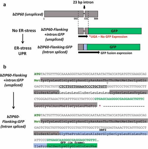 Figure 1. Construct design of the 35S::bZIP60 intron:GFP reporter construct. a) The Arabidopsis bZIP60 sequence flanking the IRE1-targeted 23-bp intron (592–725) was fused to GFP at the N-terminus. Translation of the unspliced sequence is interrupted by a stop codon (UGA, denoted by an *) after the bZIP60 intron, resulting in no GFP expression. Thus, only splicing of bZIP60 places GFP in frame with the bZIP60 start codon, as a detection method for IRE1-mediated UPR activation. b) Nucleotide and corresponding protein sequences for both the unspliced (top) and spliced (bottom) variants of the 35S::bZIP60 intron:GFP construct. The translation initiation codon ATG is shown in green text, bZIP60 flanking exonic region in gray, 23-bp intronic region targeted by IRE1 is bolded and underlined, GFP coding region highlighted in bright green, and the translational stop codon is indicated by an *. Upon theoretical splicing of the 23-bp intron (CTCTTGTTGGAATCCCTGCTGTT), a frame-shift results in formation of ORF2 with the GFP coding sequence in-frame with the translation initiation codon. ORF2 has been documented as the natural endogenous frameshift that occurs in bZIP60 mRNA,Citation11 as indicated here highlighted in blue.
