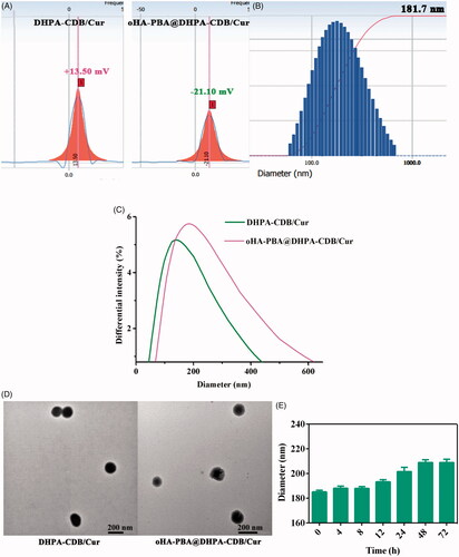 Figure 4. Characterization of DHPA-CDB/Cur and oHA-PBA@DHPA-CDB/Cur: (A) Zeta potential of DHPA-CDB/Cur and oHA-PBA@DHPA-CDB/Cur. (B) Particle size distribution of oHA-PBA@DHPA-CDB/Cur. (C)The change of particle size. (D) TEM image of DHPA-CDB/Cur and oHA-PBA@DHPA-CDB/Cur. (E) The stability of oHA-PBA@DHPA-CDB/Cur in PBS.