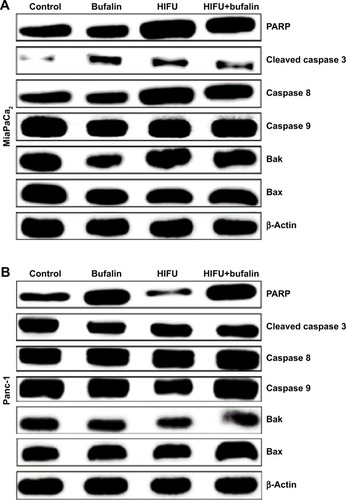 Figure 2 Bufalin, combining HIFU, induces expression of apoptosis-related proteins. PARP, cleaved caspase-3, caspase-8, caspase-9, Bax, and Bak protein expression in (A) MiaPaCa2 cells and (B) Panc-1 cells were examined by Western blotting.Note: Representative blots from three biological repeat experiments are shown.Abbreviations: HIFU, high-intensity focused ultrasound; PARP, poly-ADP-ribose polymerase.