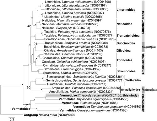 Figure 3. Maximum-likelihood tree inferred from nucleotide sequences of 13 PCGs of 30 caenogastropod species.Maximum-likelihood tree showing the phylogenetic position of Vermetidae within Littorinimorpha. Haliotis rubra (Subclass Vetigastropoda) is used as an outgroup. The species examined in this study is presented in a gray box. The GenBank accession numbers of each species are indicated in parentheses. Numbers on the branches indicate nodal support bootstrapping values in percent. Branch supports are inferred from the ultrafast bootstrap method using IQ-TREE web server. The nodes exhibiting BP = 100 and mark an asterisk. The following sequences were used: Littoraria melanostoma NC064398 (Chen et al. Citation2023), Littoraria intermedia NC064397, Littoraria ardouiniana NC066085 (Wang et al. Citation2024), Littorina brevicula NC050987 (Bai et al. Citation2020), Littorina saxatilis NC030595 (Marques et al. Citation2017), Mammilla mammata NC046597 (Liu et al. Citation2020), Mammilla kurodai NC046596 (Liu et al. Citation2020), Euspira pila NC046703 (Liu et al. Citation2020), Potamopyrgus estuarinus NC070576 (Sharbrough et al. Citation2023), Potamopyrgus antipodarum NC070577 (Sharbrough et al. Citation2023), Oncomelania hupensis NC013073, Babylonia areolata NC023080 (Xiong et al. Citation2014), Buccinum pemphigus NC029373 (Xu et al. Citation2016), Amalda northlandica NC014403 (McComish et al. Citation2010), Charonia tritonis MT043269, Charonia lampas NC037188 (Cho et al. Citation2017), Galeodea echinophora NC028003 (Osca et al. Citation2015), Monoplex parthenopeus NC013247 (Cunha et al. Citation2009), Strombus gigas NC024932 (Márquez et al. Citation2014), Lambis lambis NC071230 (Li et al. Citation2022), Semisulcospira libertina NC023364 (Zeng et al. Citation2014), Semisulcospira coreana NC037771 (Kim and Lee Citation2018), Turritella bacillum NC029717 (Zeng et al. Citation2016), Pomacea canaliculata NC024586 (Zhou et al. Citation2016), Marisa cornuarietis NC025334 (Wang and Qiu Citation2016), thylacodes squamigerus NC014588 (Rawlings et al. Citation2010), Eualetes tulipa NC014585 (Rawlings et al. Citation2010), Dendropoma gregarium NC014580 (Rawlings et al. Citation2010), Ceraesignum maximum NC014583 (Rawlings et al. Citation2010), Haliotis rubra NC005940 (Maynard et al. Citation2005), and Thylacodes adamsii OR757106.