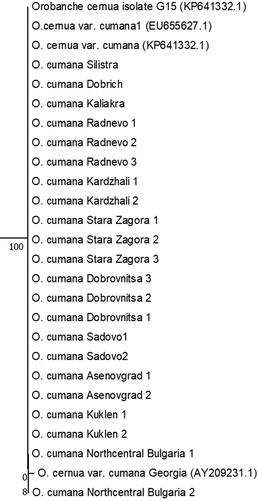 Figure 2. Phylogenetic tree based on O. cumana ITS1/2 sequences annotated in NCBI and the sequences isolated from all Bulgarian samples. Maximum likelihood was used, applying the general time reversal model and a uniform rate of substitution. Phylogeny test – bootstrap method by 500 replications. The samples are listed in Table 1. Four sequences annotated in NCBI by other authors were incorporated in the tree as reference samples.