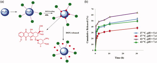 Figure 7. The photographs (a) and cumulative in vitro release profiles (b) of DOX@poly(SEMA-b-NIPAM-b-DMAEMA)/Fe3O4 magnetic nanocomposite.