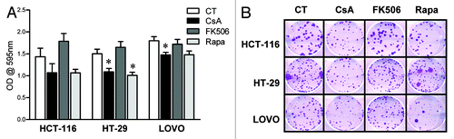 Figure 2. Human adenocarcinoma cell lines are sensitive to CsA but not FK506 in culture. (A) Colon carcinoma cell lines were cultured in the presence of indicated inhibitors at concentrations depicted in Figure 1 for 96 h and stained with violet crystal. Results are the mean of three to six independent experiments. * marks p < 0.05 when comparing to CT group. (B) Clonogenic assay of colon carcinoma cell lines cultured in the presence of specific inhibitors as in (B). Results are representative of three independent experiments.