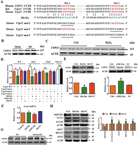 Figure 3. Usp15 is a direct target of Mir26a. (A) Sequence alignment showing complementarity between mouse, rat, and human Mir26a and Usp15 genes. The matched base pairs in the seed region are outlined by red and green. (B) Increased expression of USP15 in infarct border area in MI mice. n = 6. **p < 0.01 vs. Sham. (C) Increased expression of USP15 in NMCMs after treatment with 200 μmol/L H2O2 for 12 h. n = 6. (D) Luciferase reporter activity of chimeric vectors carrying a luciferase gene and a fragment of the Usp15 3′-UTR containing the wild-type or mutant binding sites for Mir26a were detected in HEK293 cell line. n = 6. *p < 0.05. MirNC, negative control of Mir26a. (E) Overexpression of Mir26a depressed protein levels of USP15 (n = 6. *p < 0.05 vs. Control. MirNC, negative control of Mir26a; NC, negative control of AMO-26a), (F) but did not affect its mRNA levels (n = 6). (G) Upregulation of USP15 in Mir26a KD mice, the three lanes of WT and KD correspond to three different mice. n = 6. **p < 0.01 vs. Sham. (H) Forced expression of Mir26a inhibited expression of SQSTM1 and promoted the transition of LC3-I into LC3-II. n = 6. *p < 0.05 vs. Control. MirNC, negative control of Mir26a.