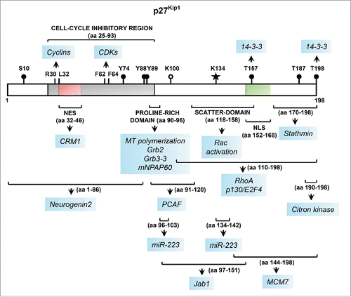 Figure 1. Linear representation of the key functional domains of p27 along with sites of post-translational modifications and protein-protein interactions. The p27 protein, encoded by CDKN1B, is 198-amino acids (aa) long in humans. The N-terminal portion of p27 harbors the cell-cycle inhibitory region that contains the cyclin- and CDK-binding domains comprising of aa 25–93 (shown in gray). The critical residues within this region required for binding to cyclins and CDKs are indicated. This region also harbors a nuclear export signal (NES), shown in red. The location of the nuclear localization signal (NLS) in the C-terminal portion is shown in green. The major sites of phosphorylation are denoted by black circles. The recently discovered sites of SUMOylationCitation103 and acetylation are denoted by a star and open circle, respectively. The approximate sites of protein-protein interactions and other functional domains are denoted by brackets, below which each arrow points to the protein/microRNA partners of p27 interacting with that specific region (highlighted in blue); the interactions with CRM1Citation104 and mNPAP60Citation105,106, and post-translational modification by SUMOylation, included here for completeness, have not been discussed in the text.