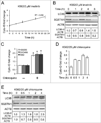 Figure 4. The Cyto-ID assay estimated autophagy flux. (A) Imatinib-induced autophagy flux at different time points measured by the Cyto-ID assay. (B) Imatinib-induced autophagy flux at different time points measured by the LC3B or SQSTM1 immunoblotting assay. (C) Chloroquine-blocked autophagy flux at steady state. The chloroquine treatments were 5 μM in HEK293 for 4 h, 20 μM in OVCAR8 for 4 h, or 20 μM in K562 for 4 h, respectively. (D) Chloroquine-blocked autophagy flux at different time points analyzed by the Cyto-ID assay. (E) Chloroquine-blocked autophagy flux at different time points analyzed by the LC3B or SQSTM1 immunoblotting assay. All experiments were repeated 3 times and error bars depict means ± s.d. *P < 0.05.