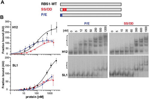 Figure 5. RBS1 substitution mutants display lower RNA-binding capacity. (A) Schematic depicting the substitution His-RBS1 proteins used in gel-shift analysis. (B) Graph representing the adjusted curves obtained from the quantification (mean ± SD) of independent assays using H12 or SL1 probes incubated with increasing amounts of RBS1-WT (black line), P-E (blue line) or SS-DD (red line) proteins. Representative examples of the gel-shift assays conducted with labelled H12 or SL1 with SS-DD or P-E proteins (right panels).