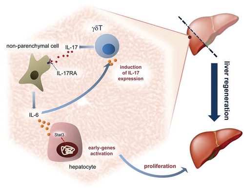 Figure 5. IL-17A modulates liver regeneration.Schematic representation in the liver of putative role played by IL-17A in recruitment of non-parenchymal cells and proliferative control after partial hepatectomy.