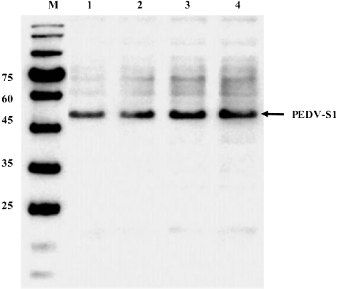 Figure 6. Effect of pre-induced growth on the expression o PEDV-S1. Culture was induced at different growth phases. Crude soluble extract was loaded on Western blot. Lane M, low molecular weight marker; lane 1, induction at OD 0.3; lane 2, induction at OD 0.6; lane 3, induction at OD 1.2 and lane 4, induction at OD 1.8.