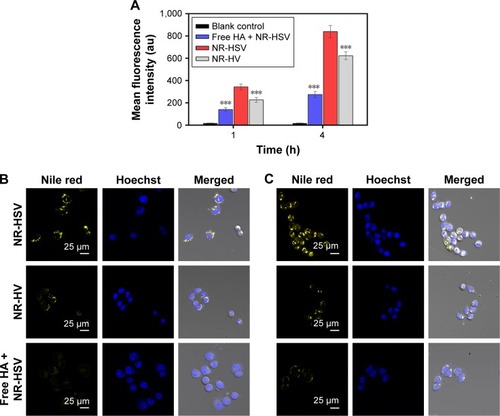 Figure 5 (A) Flow cytometry measurement of the intracellular uptake of NR-loaded HSV nanoparticles, HV nanoparticles, and free-HA polymer-pretreated HSV nanoparticles at 1 and 4 hours in A549 cells. ***p<0.001 versus HSV. Confocal laser scanning microscopy images of A549 cells after (B) 4 and (C) 24 hours in vitro exposure to NR-loaded HSV nanoparticles and NR-loaded HV nanoparticles in the presence and absence of free HA in the medium at 37°C. Data are presented as the mean ± SD (n=3).Abbreviations: NR, Nile red; HA, hyaluronic acid; HSV, redox-sensitive hyaluronic acid-vitamin E succinate; HV, redox-insensitive hyaluronic acid-vitamin E succinate; h, hours.