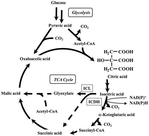 Fig. 1. Metabolic Pathway in Relation to Citric Acid Production by A. niger.Note: ICDH, isocitrate dehydrogenase; ICL, isocitrate lyase; TCA Cycle, tricarboxylic acid cycle. Two steps of the glyoxylate cycle—the cleavage of isocitric acid into succinic acid and glyoxylic acid by ICL and the condensation of glyoxylic acid and acetyl-CoA to form malic acid by malate synthase—are shown as dotted arrows.