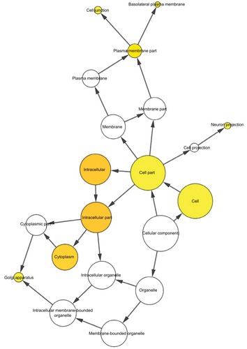 Figure 8 The CC network showed as an interaction network using the Cytoscape plug-in BiNGO.Notes: Color depth represented the degree of enrichment of GO terms. The significance of enrichment is represented by yellow color (P<0.05).Abbreviations: CC, cellular component; GO, gene ontology.