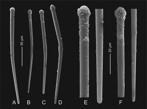 Figure 7. Microscleres of Gastrophanella basaltica sp. nov. (holotype MNHN-IP-2019-7). (a–d): exotylostyle microscleres. (e,f): details of spinose heads of exotylostyles