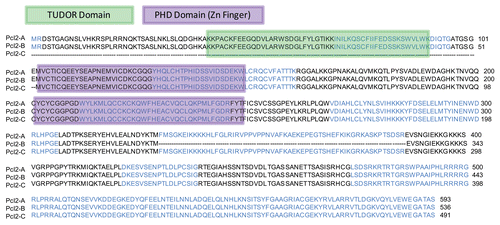 Figure 1 Clustal W amino acid alignment of three PCL2 isoforms with PHD Zinc Finger (purple) and TUDOR (green) domains highlighted.