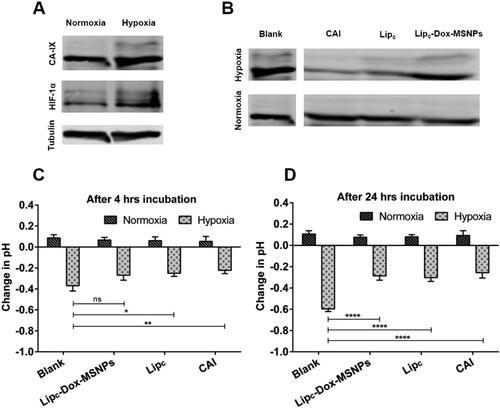 Figure 5. Showing (a) Western blots of CA-IX and HIF-1α expression under normoxia and hypoxia, (b) CA-IX expression after treatment, (c and d) Extracellular acidification in normoxia and hypoxia before and after traetment with CAI, Lipc and Lipc-Dox-MSNPs after 4 h and 24 h incubation respectively. Values are represented as mean ± SD (n = 3) and statistical significance p values (p < 0.05) are presented as ***p < 0.001, **p < 0.01, *p < 0.1 and nsp = non-significant.
