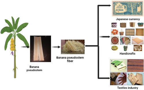 Figure 3. Uses of banana pseudostem fiber