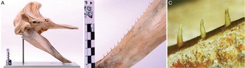 Figure 1. A, Lateral view of the skull and jaws of OMNZ VT2765. B, Detail of the small vestigial teeth in the lower jaw. C, Close-up view of vestigial teeth. Scale bar = 1 cm.