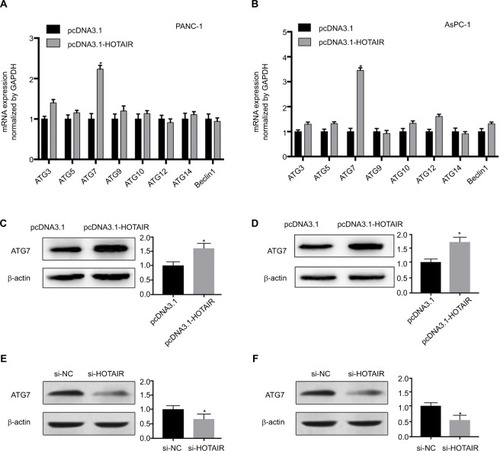 Figure 5 HOTAIR promotes autophagy by upregulating ATG7 expression.Notes: (A, B) The mRNA expression of several autophagy-related genes in PANC-1 and AsPC-1 cells transfected with pcDNA3.1-HOTAIR were measured by real-time PCR. (C, D) ATG7 protein from the PANC-1 and AsPC-1cells was detected by Western blotting, in which cells were transfected with pcDNA3.1-HOTAIR compared with negative control plasmid. (C, D) ATG7 protein from the PANC-1 and AsPC-1 cells was detected by Western blotting, in which cells were transfected with si-HOTAIR compared with negative control plasmid. *P<0.05.Abbreviations: ATG7, autophagy-related gene 7; HOTAIR, HOX transcript antisense RNA.