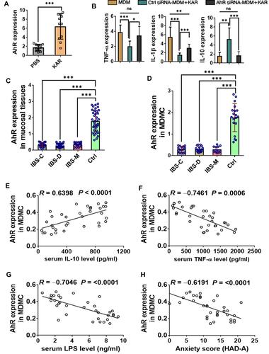 Figure 6 KAR regulates the functions of human monocyte-derived macrophages (MDM) via AhR, which is down-regulated in patients with IBS. (A) Human MDM were generated from peripheral blood monocytes of healthy donors (n = 11). MDM were incubated in vitro with or without KAR (20 µg/mL) for 48 hours. AhR expression in MDM was examined by qRT-PCR. ***P < 0.001, Student’s t test. Representative results from one of three independent experiments were shown. (B) MDM were transfected with or without AhR siRNA, and stimulated with LPS in the presence of KAR. LPS-stimulated non-transfected MDM without KAR treatment served as controls. After 2 days of incubation, MDM were harvested and qRT-PCR was performed to determine the expression levels of cytokines. (C) Colonic biopsies from patients with constipation-predominant IBS (IBS-C, n = 21), diarrhea-predominant IBS (IBS-D, n = 26), IBS with mixed bowel habits (IBS-M, n = 17), and healthy controls (Ctrl, n = 37) were collected and their expression of AhR was examined by qRT-PCR. (D) Peripheral blood monocytes were obtained from patients with IBS-C (15/21), IBS-D (18/26), IBS-M (12/17), and healthy controls (19/37) described in (C), and MDM were generated in vitro. AhR was examined by qRT-PCR. (B–D) *P < 0.05, **P < 0.01, ***P < 0.001, one-way analysis of variance (ANOVA). Serum IL-10, TNF-α, and LPS concentrations were measured in 34 IBS patients. Correlation analysis between IBS MDM expression of AhR and serum (E) IL-10, (F) TNF-α, and (G) LPS concentrations, respectively. (H) Correlation between MDM expression of AhR and anxiety scores according to Hospital Anxiety and Depression Scale (HAD-A) in IBS patients (n = 34). (E–H) Pearson’s correlation.