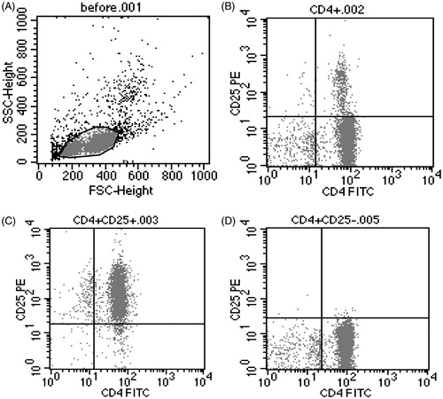 Figure 2. The purity of isolated CD4 + CD25+ Tregs and CD4 + CD25− T-cells from the spleens of mice. The purity of isolated CD4 + CD25+ Tregs and CD4 + CD25− T-cells from the spleens of male BABL/c mice by magnetic beads. (A) T-cells before being isolated; (B) CD4+ T-cells; (C) CD4 + CD25+ Tregs; (D) CD4 + CD25− T-cells.