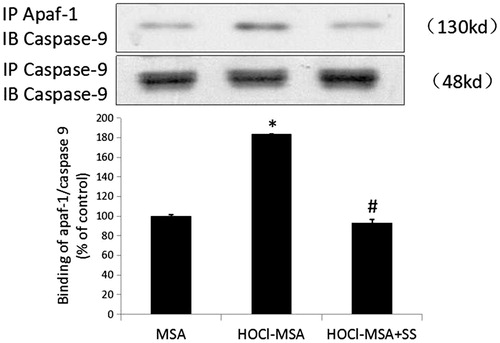 Figure 6. HOCl-MSA promoted binding of apaf-1 and caspase 9, which was prevented by SS-31 in cultured podocyte. Data are expressed as Mean ± SD. ANOVA, p < .05. *p < .05 vs Group MSA; ＃p < .05 vs Group HOCl-MSA.