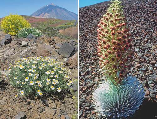 Figure 9. Species of two genera in which Quaternary speciation occurred in Oceanic islands. Left: Argyranthemum teneriffae (Photographic credit: Oliver White); Right: Argyroxiphium sandwicense (Photographic credit: Donald W. Kyhos).