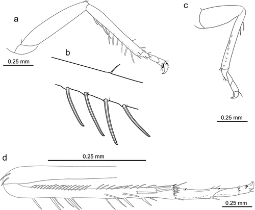 Figure 4. Morphology of Jantarineura serafini gen. et sp. nov. legs (reconstruction): (a) left fore leg, ventral view; (b) macrochetes of the fore leg (enlarged); (c) left mid leg, ventral view; (d) right hind leg, ventral view.