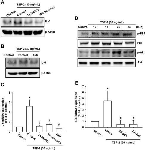 Figure 3 PI3K/Akt participates TSP2-promoted IL-6 production in OASFs. (A–C) OASFs were incubated with LY294002 (5 µM), Wortmannin (0.5 µM), or AktI (5 μM) for 30 min, then stimulated for 24 h with TSP2 (30 ng/mL). The expression levels of IL-6 were determined by Western blot and qPCR assays. (D) OASFs were stimulated with TSP2 (30 ng/mL) for the different time courses, and activation of p85 and Akt was monitored by detecting their phosphorylated form by Western blot analysis. (E) OASFs were transfected with PI3K and Akt mutants, then stimulated for 24 h with TSP2. The expression level of IL-6 was evaluated by qPCR. Results are expressed as the mean ± S.D. (n ≥ 5). *p < 0.05 compared with controls; #p < 0.05 compared with the TSP2-treated group.
