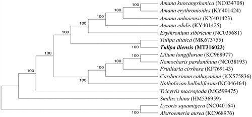Figure 1. Phylogenetic relationships of 16 species based on complete chloroplast genome using the neighbor-joining methods.